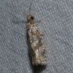 Isochorista ranulana (A Tortricid moth) at Freshwater Creek, VIC - 15 Apr 2020 by WendyEM