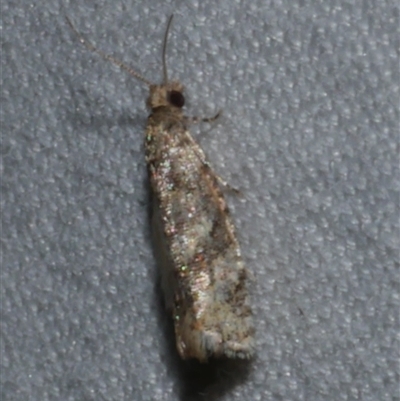 Isochorista ranulana (A Tortricid moth) at Freshwater Creek, VIC - 15 Apr 2020 by WendyEM
