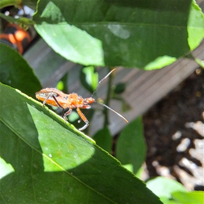 Gminatus australis (Orange assassin bug) at Watson, ACT - 12 Dec 2024 by abread111