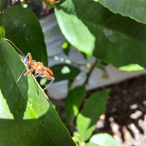 Gminatus australis at Watson, ACT - 12 Dec 2024 11:31 AM