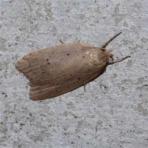 Stictochila sarcoptera at Freshwater Creek, VIC by WendyEM