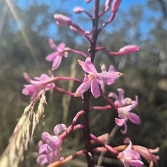 Dipodium roseum at Captains Flat, NSW - 12 Dec 2024 by clarehoneydove