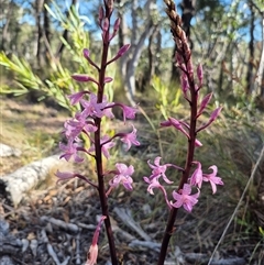 Dipodium roseum at Captains Flat, NSW - suppressed