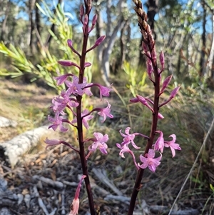 Dipodium roseum at Captains Flat, NSW - suppressed