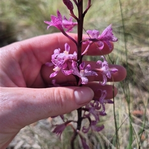 Dipodium roseum at Captains Flat, NSW - suppressed