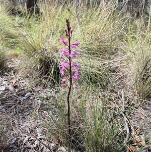 Dipodium roseum at Captains Flat, NSW - suppressed