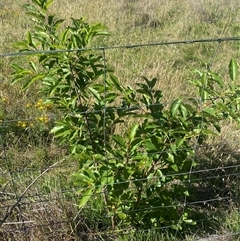 Prunus serotina (Black Cherry) at Palmerston, ACT - 12 Dec 2024 by SteveBorkowskis