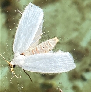 Zacorus carus at Palmerston, ACT - 12 Dec 2024 08:43 AM