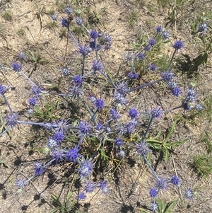 Eryngium ovinum at Whitlam, ACT - 12 Dec 2024