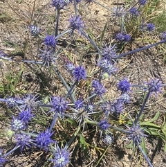 Eryngium ovinum at Whitlam, ACT - 12 Dec 2024