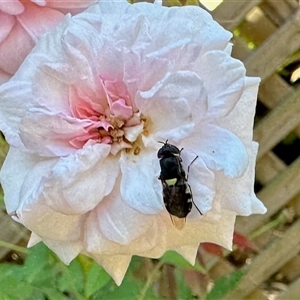 Odontomyia hunteri at Aranda, ACT by KMcCue