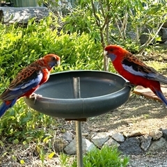 Platycercus elegans (Crimson Rosella) at Aranda, ACT - 12 Dec 2024 by KMcCue