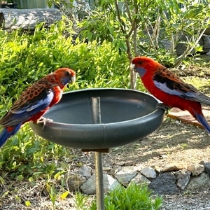 Platycercus elegans at Aranda, ACT by KMcCue