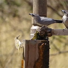 Unidentified Other Birds at Purnululu, WA - 13 Sep 2024 by Mike