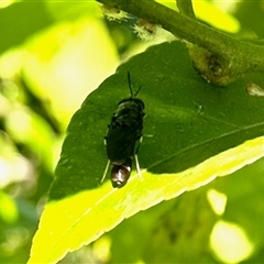 Unidentified Wasp (Hymenoptera, Apocrita) at Aranda, ACT - 12 Dec 2024 by KMcCue