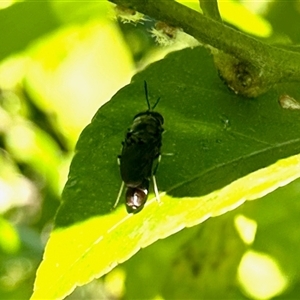 Unidentified Wasp (Hymenoptera, Apocrita) at Aranda, ACT by KMcCue