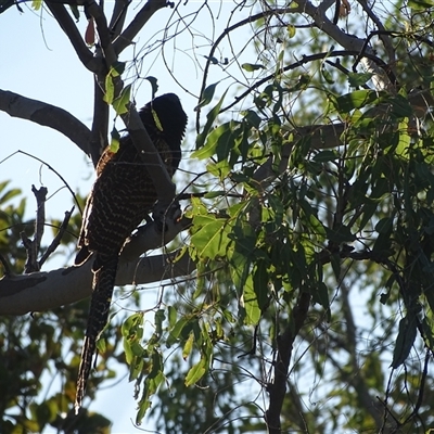 Unidentified Bird at Purnululu, WA - 13 Sep 2024 by Mike