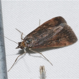 Achyra affinitalis at Freshwater Creek, VIC by WendyEM