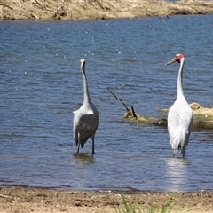 Grus rubicunda (Brolga) at Wunaamin Miliwundi Ranges, WA - 12 Sep 2024 by Mike