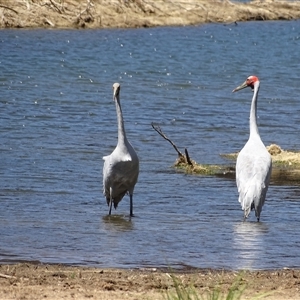 Grus rubicunda (Brolga) at Wunaamin Miliwundi Ranges, WA by Mike