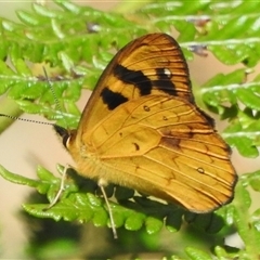 Heteronympha solandri (Solander's Brown) at Cotter River, ACT - 12 Dec 2024 by JohnBundock