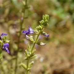 Unverified Other Wildflower or Herb at Wunaamin Miliwundi Ranges, WA - 12 Sep 2024 by Mike