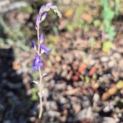 Veronica perfoliata (Digger's Speedwell) at Captains Flat, NSW - 12 Dec 2024 by clarehoneydove