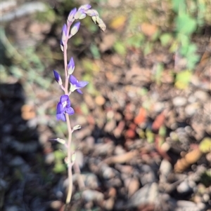 Veronica perfoliata at Captains Flat, NSW - 12 Dec 2024