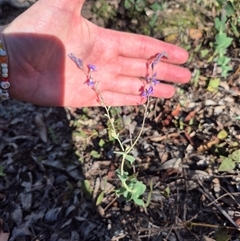 Veronica perfoliata at Captains Flat, NSW - 12 Dec 2024 05:35 PM