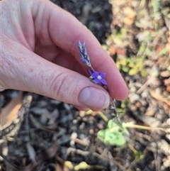 Veronica perfoliata at Captains Flat, NSW - 12 Dec 2024