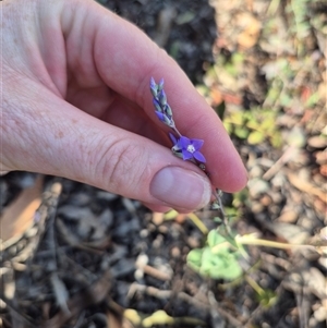 Veronica perfoliata at Captains Flat, NSW - 12 Dec 2024