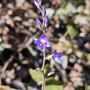 Veronica perfoliata at Captains Flat, NSW - 12 Dec 2024