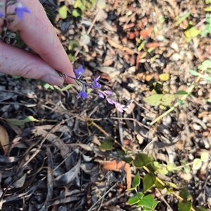 Veronica perfoliata at Captains Flat, NSW - 12 Dec 2024