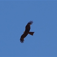 Unidentified Bird of prey at Wunaamin Miliwundi Ranges, WA - 12 Sep 2024 by Mike