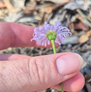 Brachyscome rigidula at Captains Flat, NSW by clarehoneydove