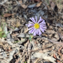 Brachyscome spathulata at Captains Flat, NSW - 12 Dec 2024 04:42 PM