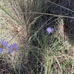 Brachyscome spathulata at Captains Flat, NSW - 12 Dec 2024