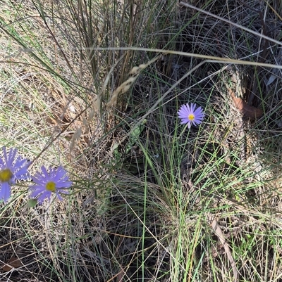 Unidentified Daisy at Captains Flat, NSW - 12 Dec 2024 by clarehoneydove