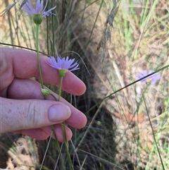 Brachyscome spathulata at Captains Flat, NSW - 12 Dec 2024 04:35 PM