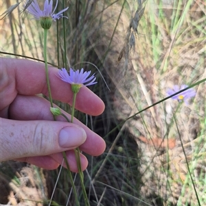 Brachyscome spathulata at Captains Flat, NSW - 12 Dec 2024 04:35 PM