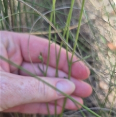 Brachyscome spathulata at Captains Flat, NSW - 12 Dec 2024