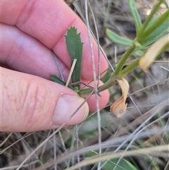 Brachyscome spathulata at Captains Flat, NSW - 12 Dec 2024 04:35 PM