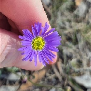 Unidentified Daisy at Captains Flat, NSW by clarehoneydove