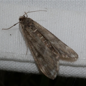 Hygraula nitens at Freshwater Creek, VIC by WendyEM