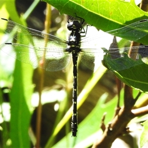 Eusynthemis sp. (genus) at Cotter River, ACT by JohnBundock