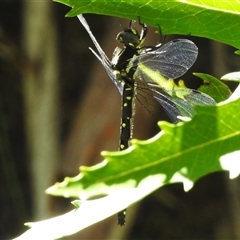 Eusynthemis guttata at Cotter River, ACT - 12 Dec 2024 01:56 PM