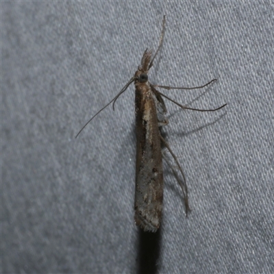 Hednota pedionoma at Freshwater Creek, VIC - 15 Apr 2020 by WendyEM