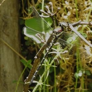 Eusynthemis guttata at Cotter River, ACT - 12 Dec 2024 01:00 PM