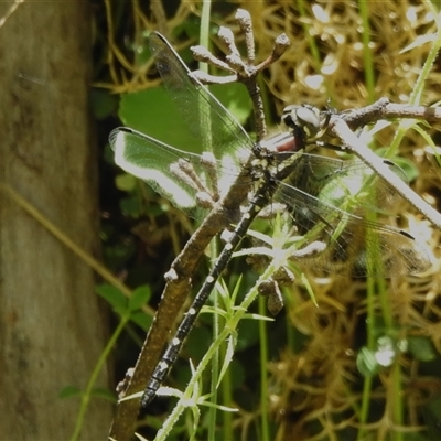 Eusynthemis guttata (Southern Tigertail) at Cotter River, ACT - 12 Dec 2024 by JohnBundock
