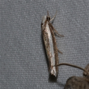 Mimoscopa ochetaula (Mimoscopa ochetaula) at Freshwater Creek, VIC by WendyEM